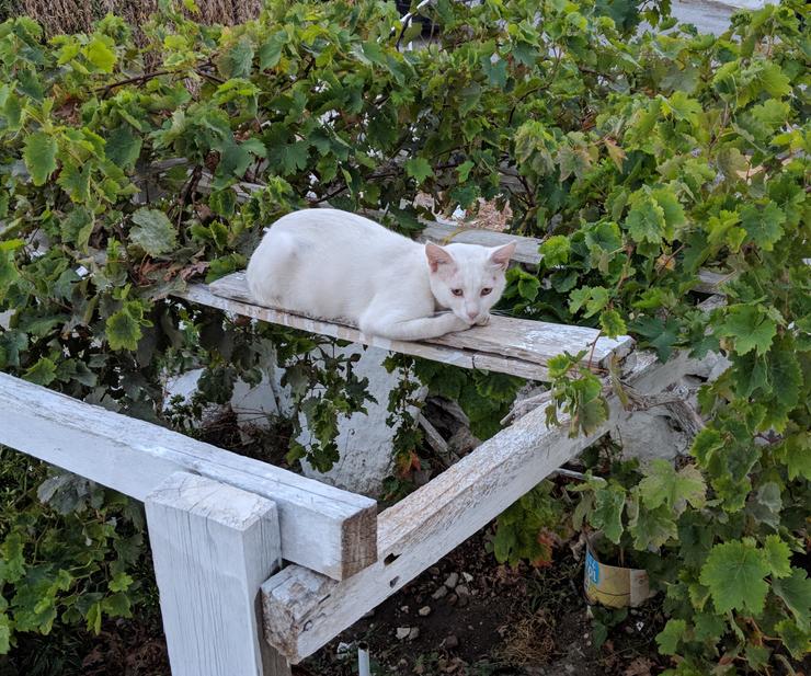 white cat on trellis