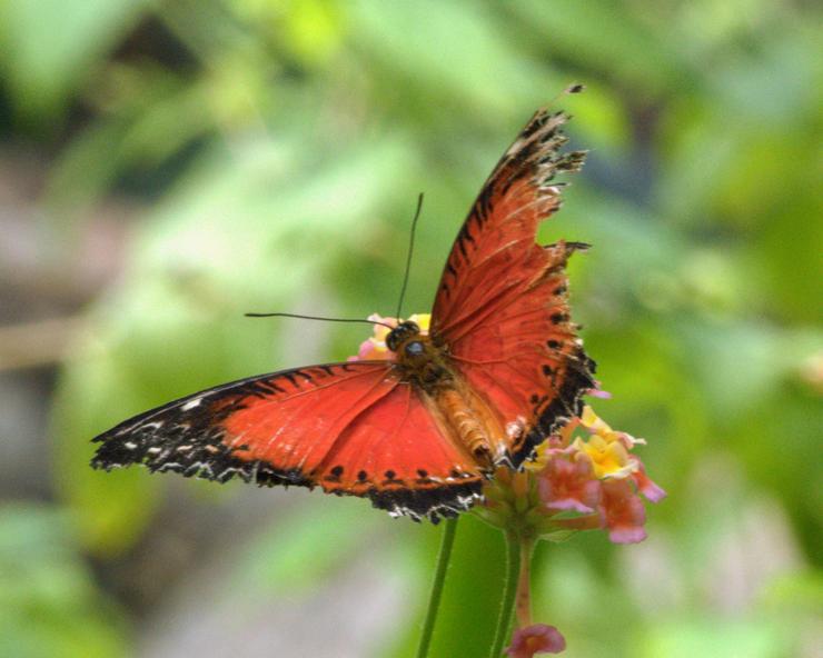 A Red Lacewing Butterfly, Vancouver Island, BC