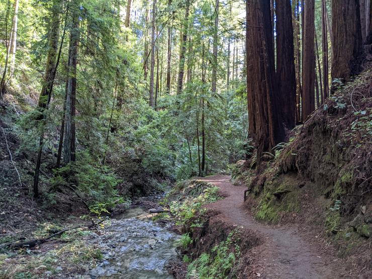 Henry Cowell Redwoods State Park, Santa Cruz CA