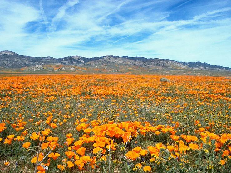 Wild California Poppy