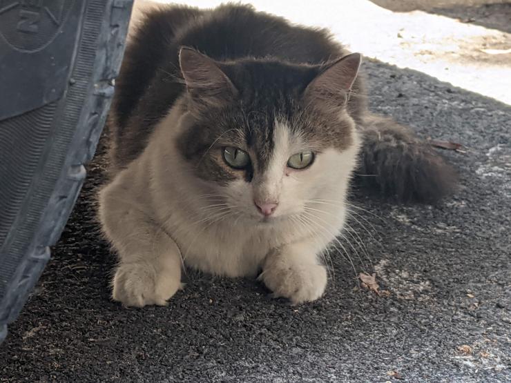 cat behind tire