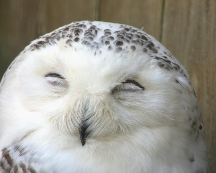 A Snowy Owl missing its left eye, North Island Wildlife Recovery Centre, Errington, BC